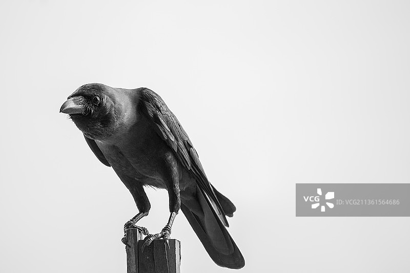 栖息在木杆上的大嘴乌鸦，马来西亚马六甲图片素材