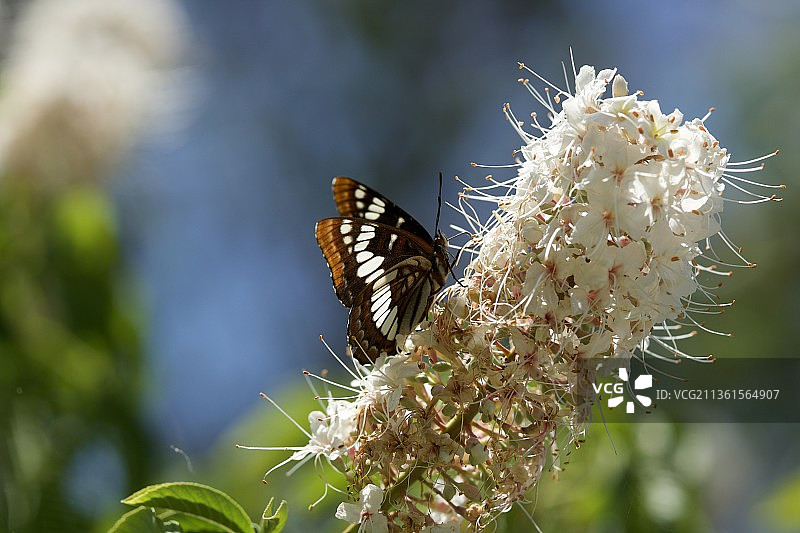 蝴蝶在花朵上采蜜特写，美国采石场湖泊图片素材