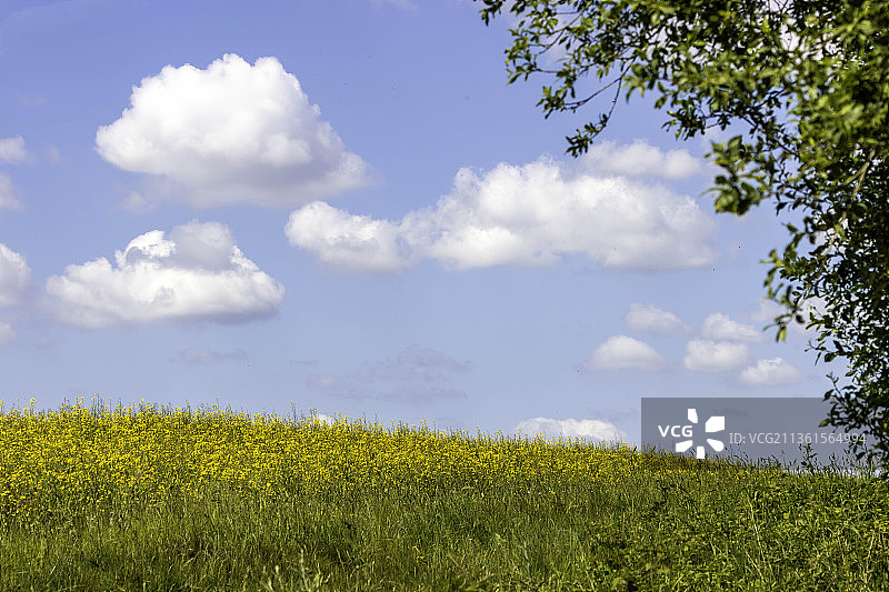 英国东格林斯特德附近萨塞克斯乡村的油菜花图片素材