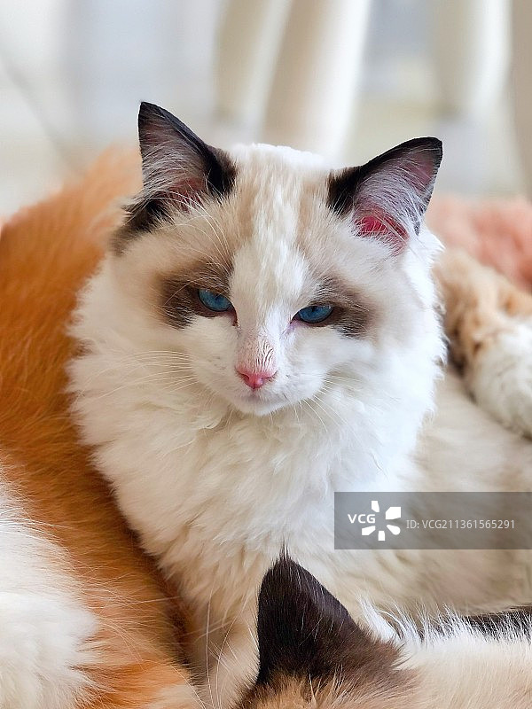 猫，坐在家里的猫的特写图片素材