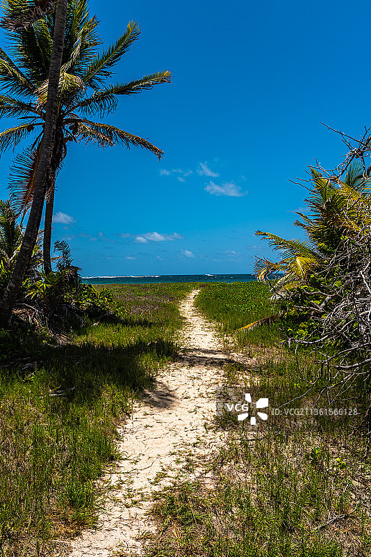 棕榈树下的田野风光，卡里坦居住区，马提尼克岛图片素材