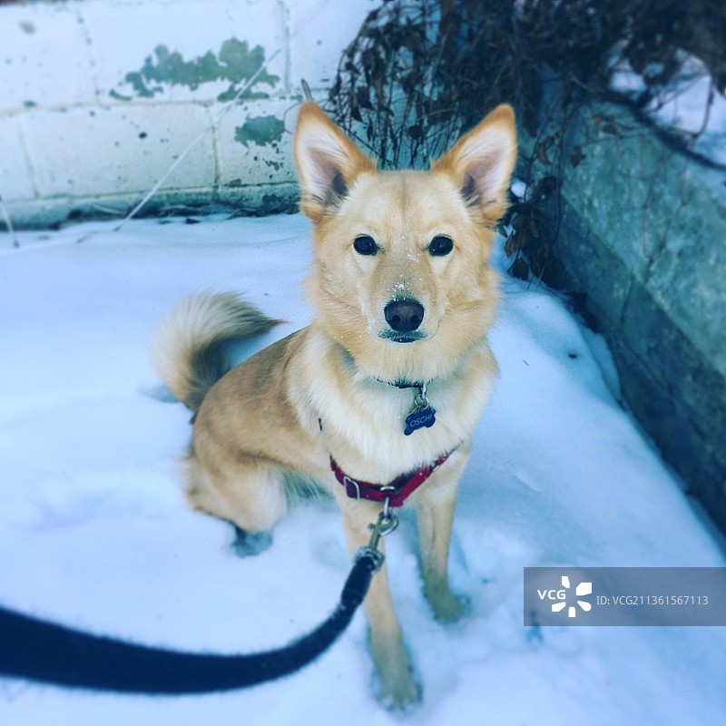 混血人物在多伦多雪地里图片素材