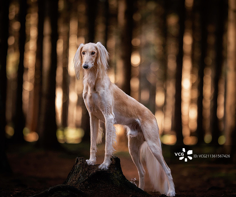 维戈，坐在森林岩石上的萨路基犬特写图片素材