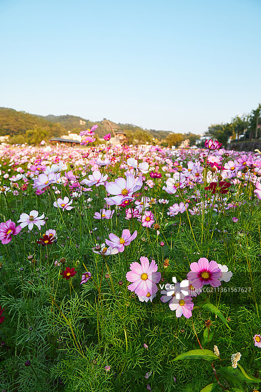 阳光下花田里五颜六色争奇斗艳的粉色开花植物格桑花图片素材