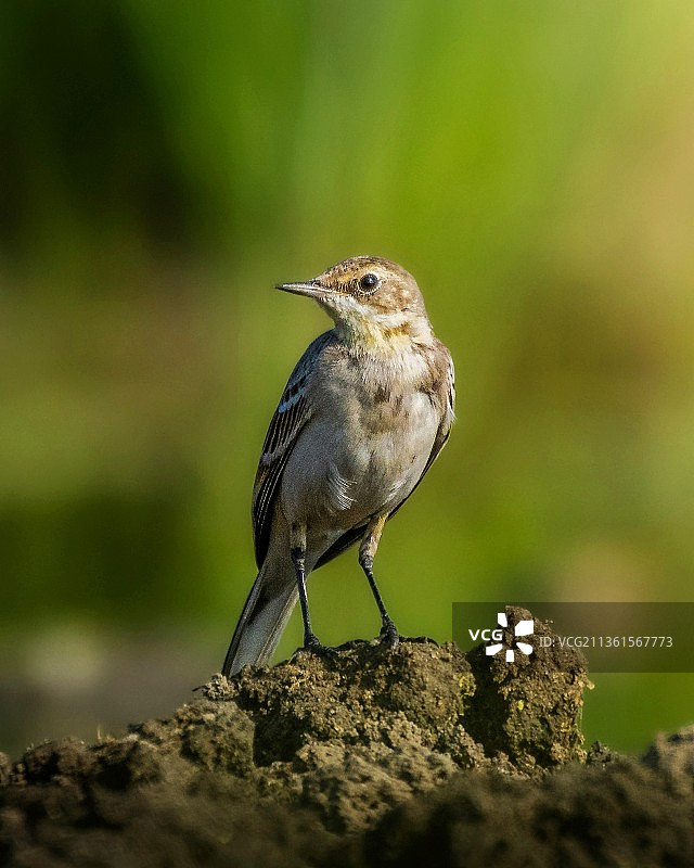 蓝喉歌鸲栖息在岩石上特写图片素材