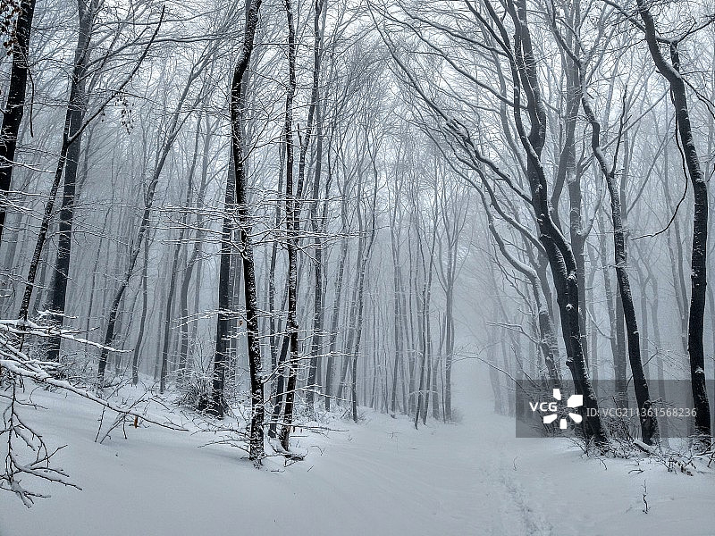 冬季保加利亚的森林树木图片素材