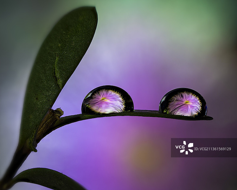 华丽的蜜桃金花紫花植物特写图片素材