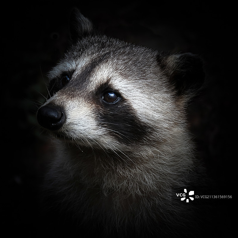 黑背景下的狗特写，马提尼克岛图片素材