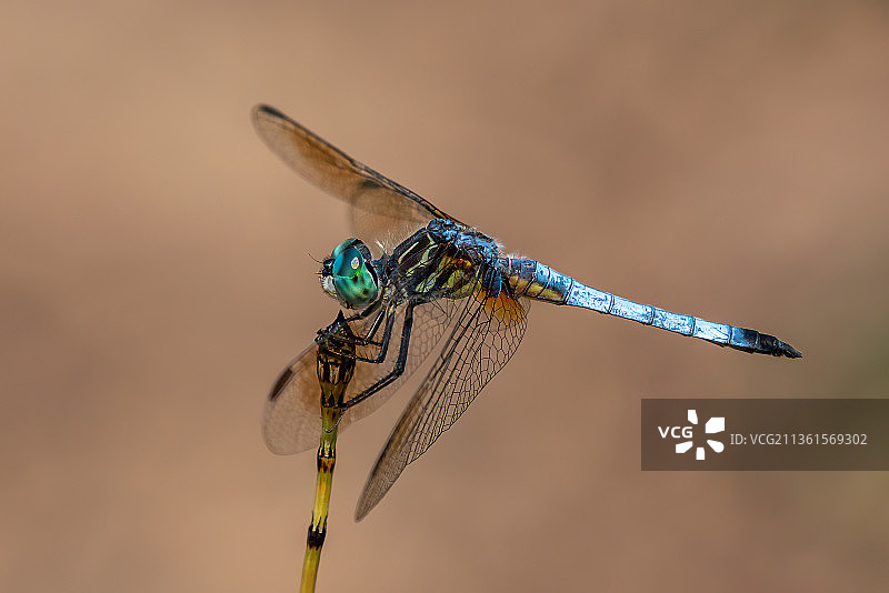 特写小树枝上的蜻蜓图片素材