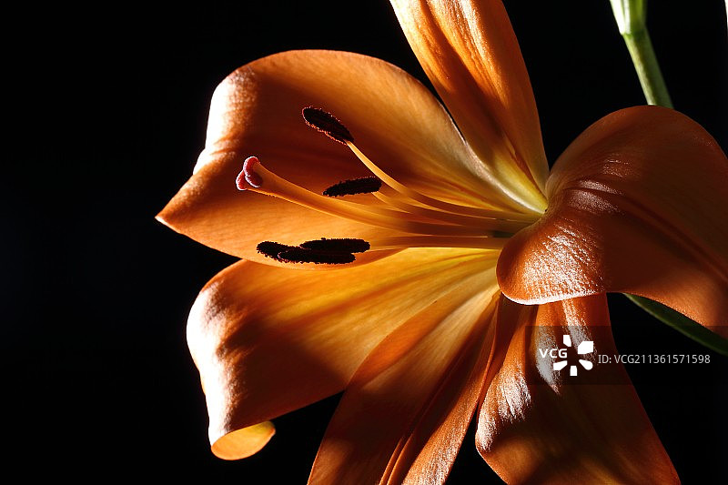 橙色百合特写，黑色背景上的黄色百合图片素材