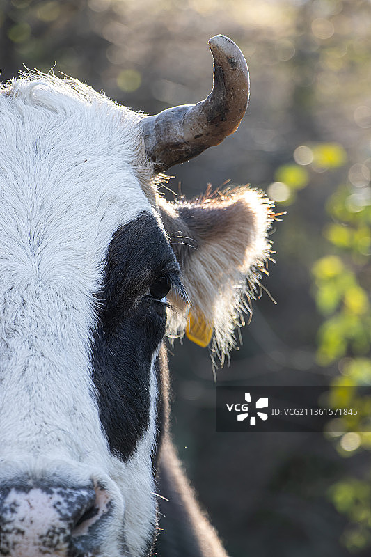 伊朗马赞达兰省的奶牛特写图片素材
