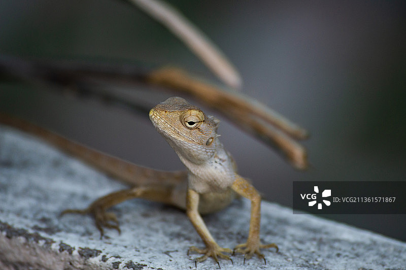 岩石上的蜥蜴特写，印度特伦甘纳邦海得拉巴图片素材