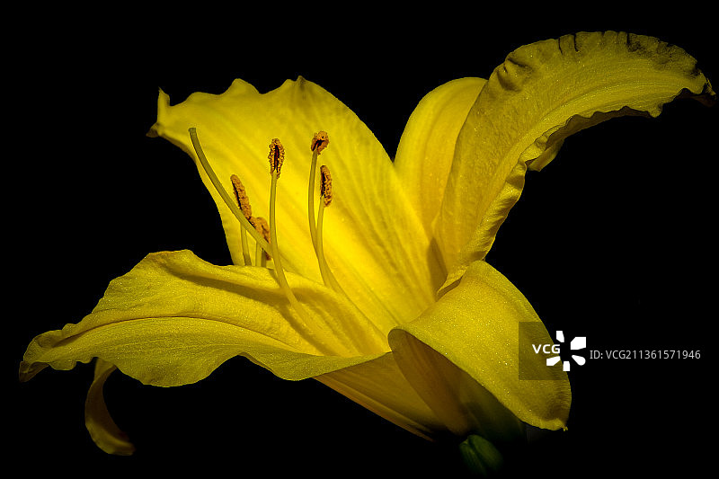 黄百合特写，黑色背景图片素材