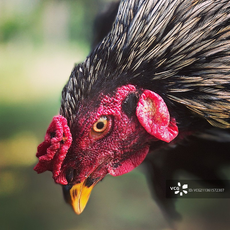 鸡肉特写图片素材