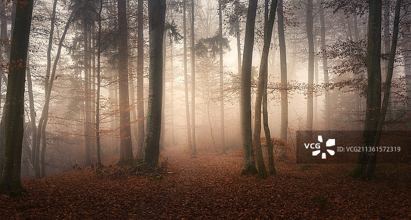 雾天森林中的树木图片素材