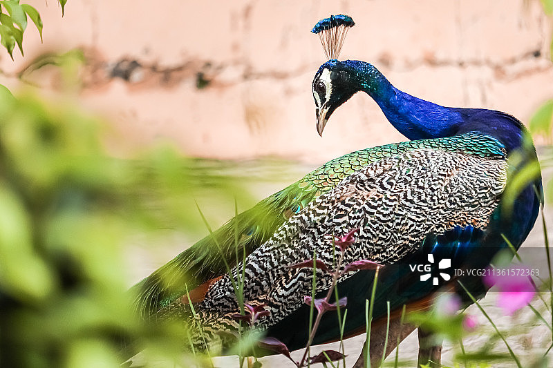 孔雀特写图片素材