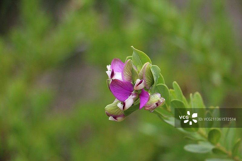 澳大利亚盛开的粉色植物特写图片素材
