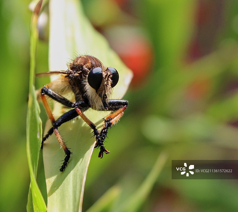 狡猾的昆虫，植物上的昆虫特写，美国图片素材
