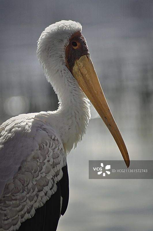 纳库鲁湖的黄嘴鹳，在户外栖息的特写，肯尼亚基安布纳库鲁湖国家公园图片素材
