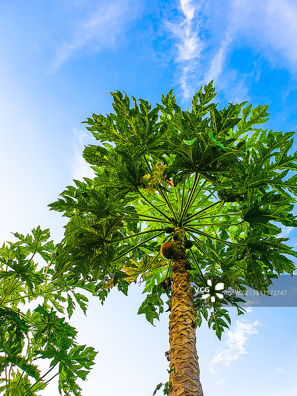 树对天空的低角度视图图片素材