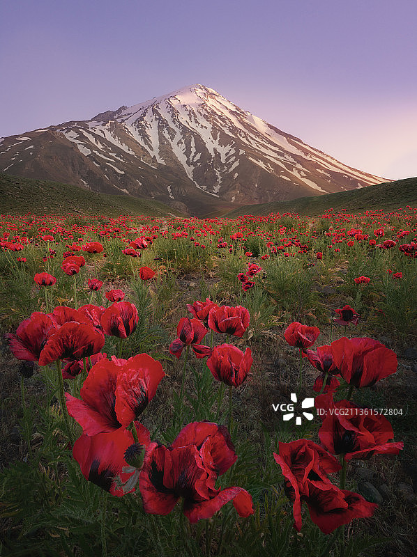 伊朗德马万德峰的田野花卉景观，德黑兰省图片素材