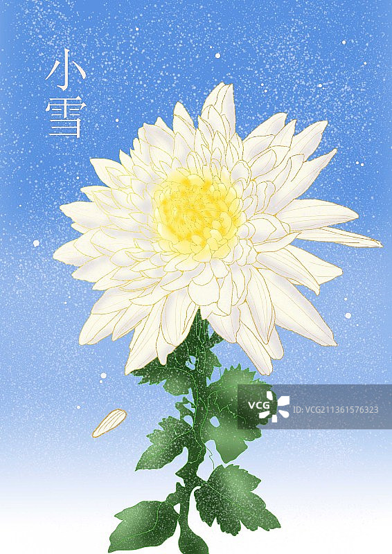 菊花～小雪图片素材