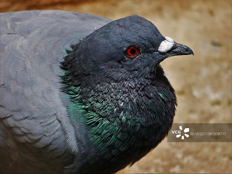 岩鸽户外栖息特写图片素材