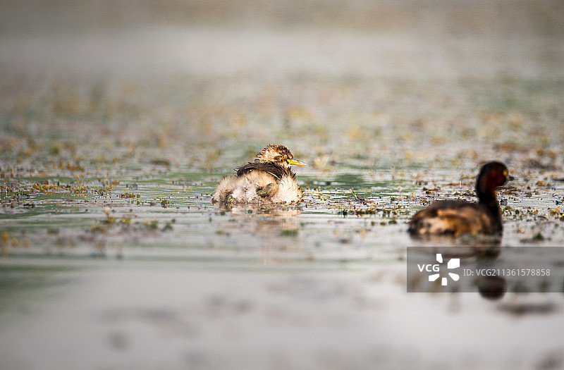 小鸊鷉与湖中螃蟹特写图片素材