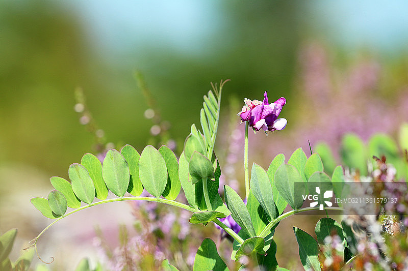 海豌豆：田野上粉红色开花植物的特写图片素材