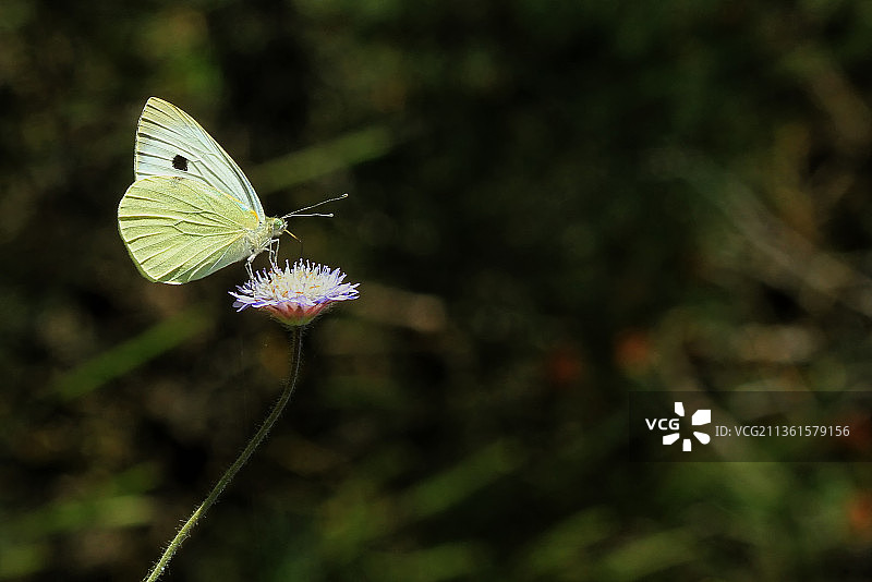 蝴蝶在花上采蜜特写，土耳其安塔利亚菲尼凯图片素材