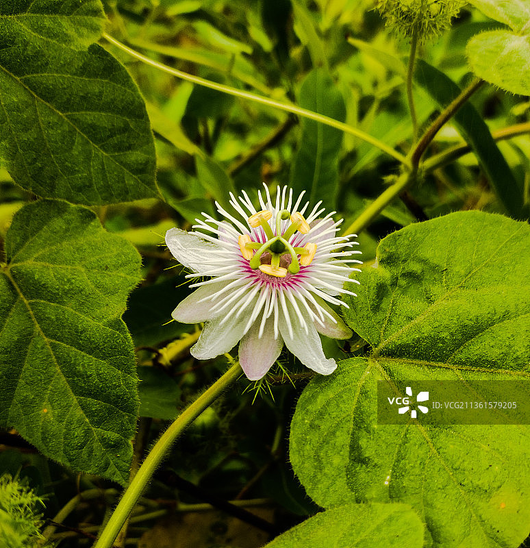 西番莲特写，维拉曼加拉姆，印度图片素材