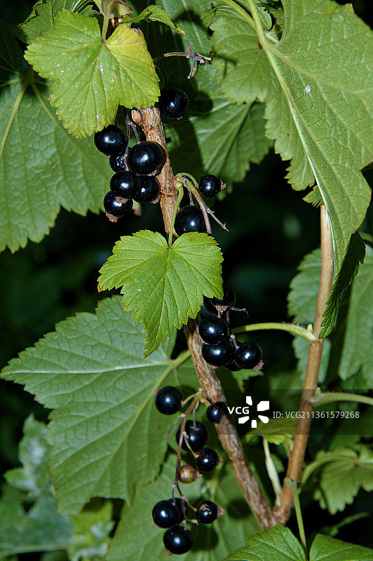 生长在植物上的黑醋栗图片素材