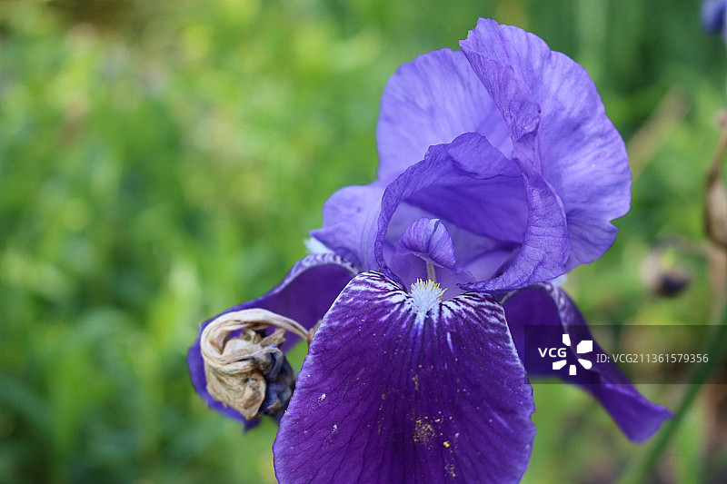 紫色蝴蝶花的特写图片素材