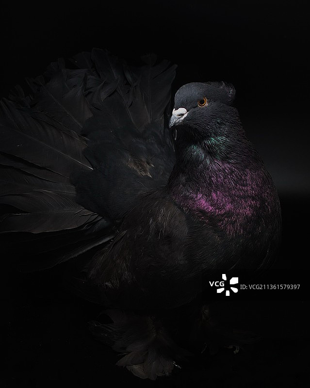 户外栖息的原鸽特写图片素材