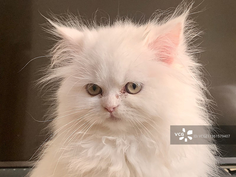 白色猫咪特写肖像图片素材