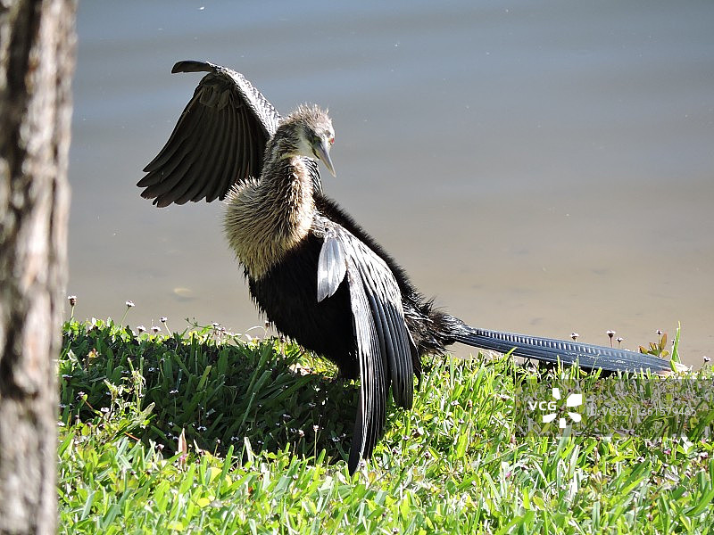 美国佛罗里达州奥兰多草地上栖息的苍鹭特写图片素材