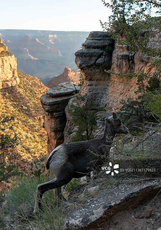 美国亚利桑那州大峡谷国家公园的大角羊图片素材