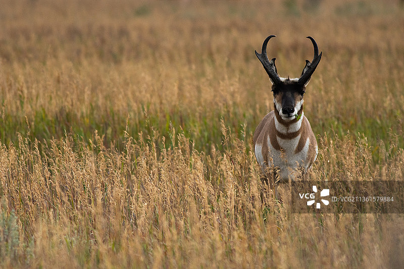 草原上的叉角羚，站在田野上的鹿的肖像图片素材