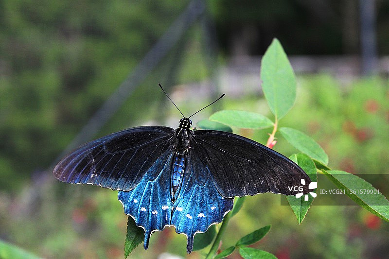 黑色和蓝色蝴蝶，树叶上的蝴蝶特写，美国图片素材