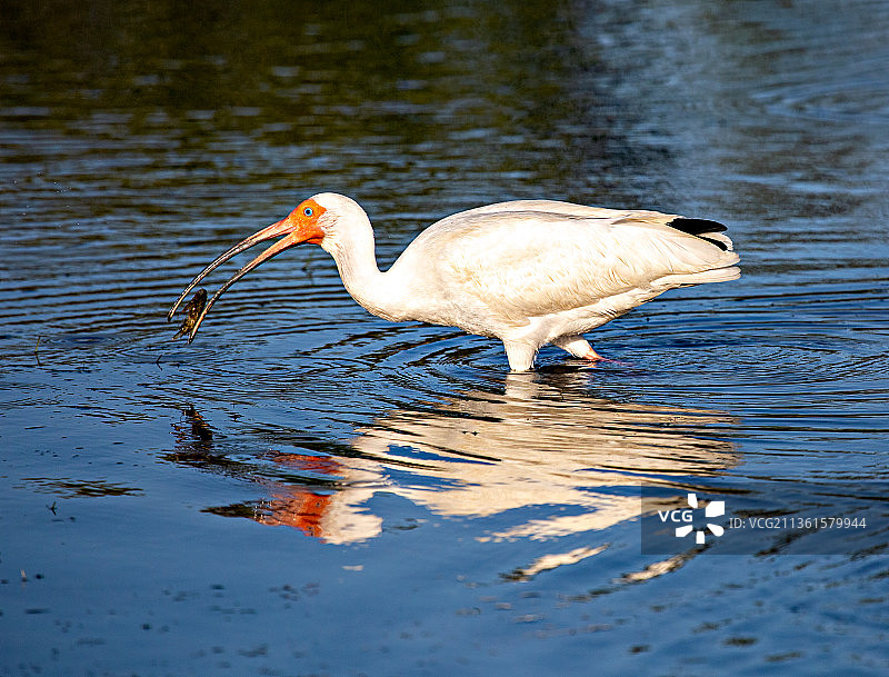白鹮与白鹭在佛罗里达湖中游泳图片素材