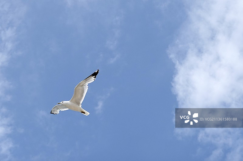 海鸥，低角度拍摄逆光飞翔的海鸥图片素材