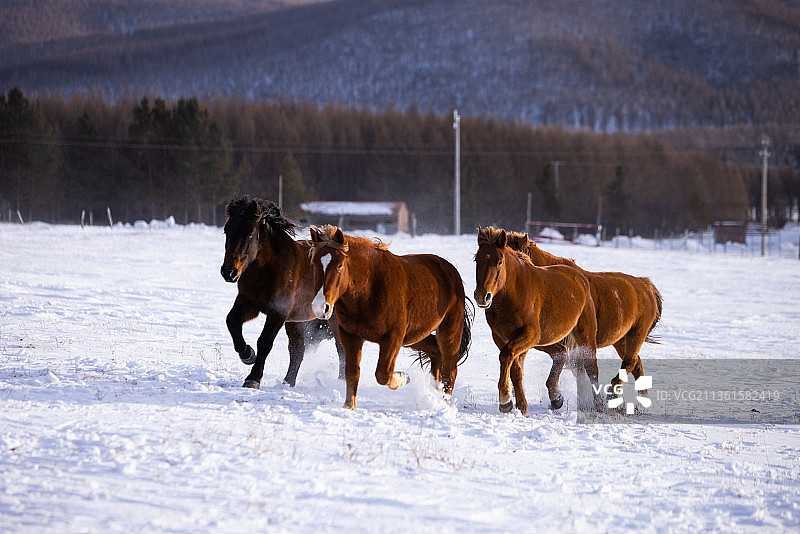 雪地中的马图片素材