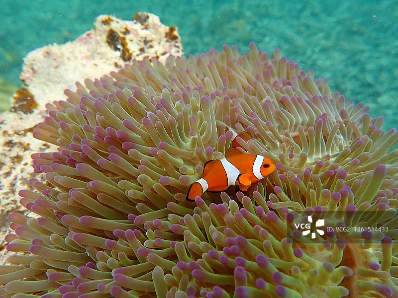 小丑鱼图片素材