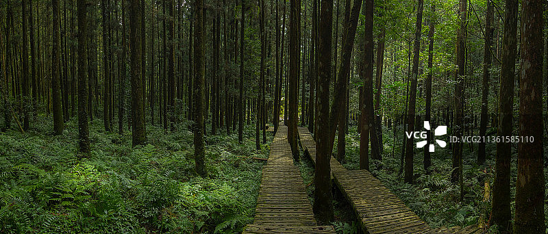 森林里给登山人安全行走的木栈道图片素材