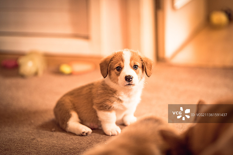 小柯基图片素材