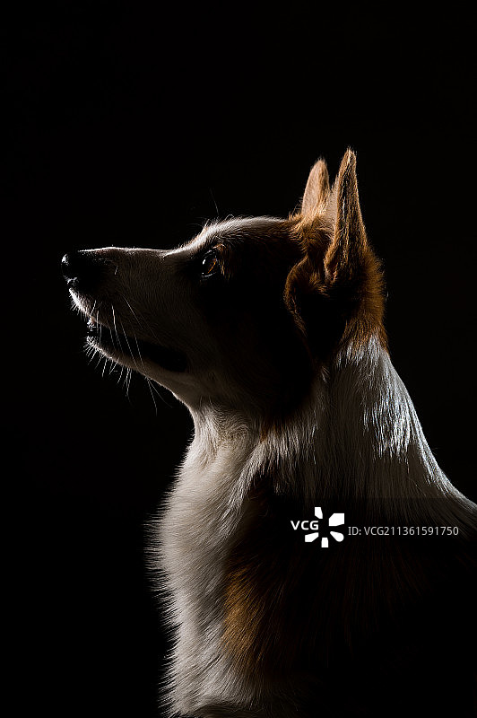 黑色背景下狗的特写镜头图片素材
