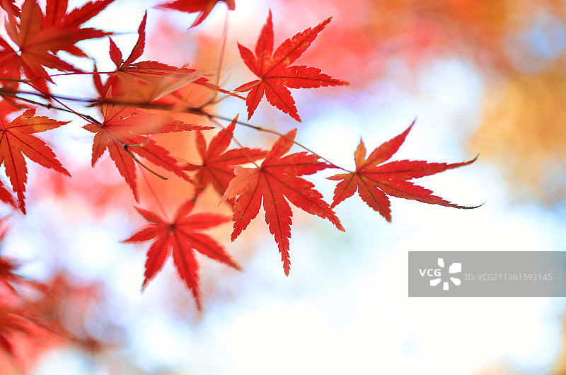 南京栖霞山 枫叶图片素材