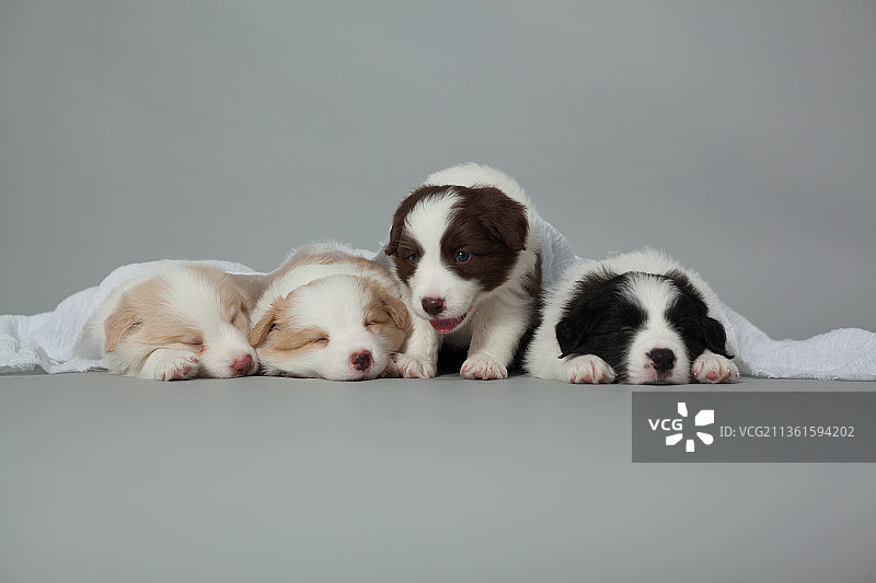 宠物边牧幼崽纯底设计素材模板图片素材