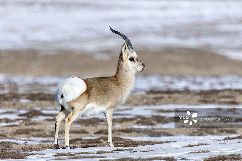 藏原羚图片素材