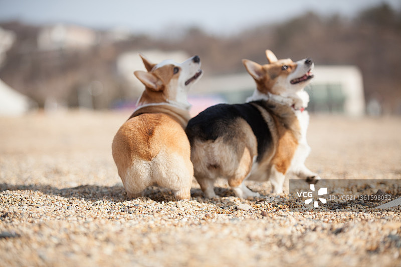 宠物柯基纯底设计素材模板图片素材